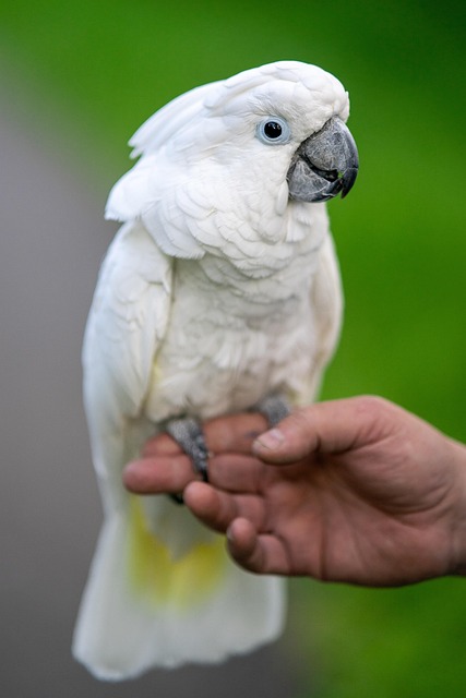 Pet bird perched on a hand with Paws Haven care