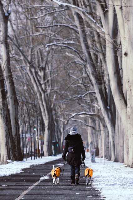 Dog walking service by Paws Haven