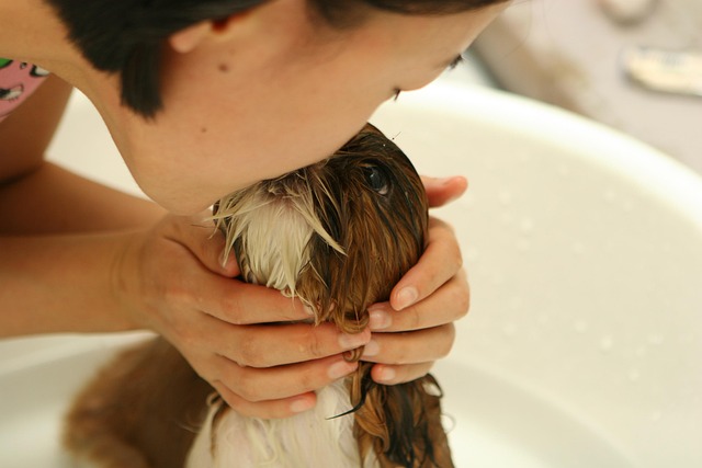 Pet grooming service by Paws Haven
