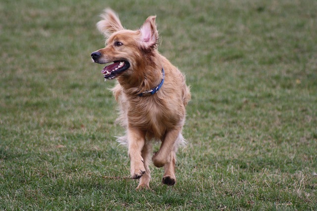 Happy dog playing in a park with Paws Haven care