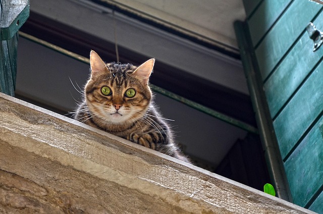 Curious cat looking out a window during Paws Haven visit